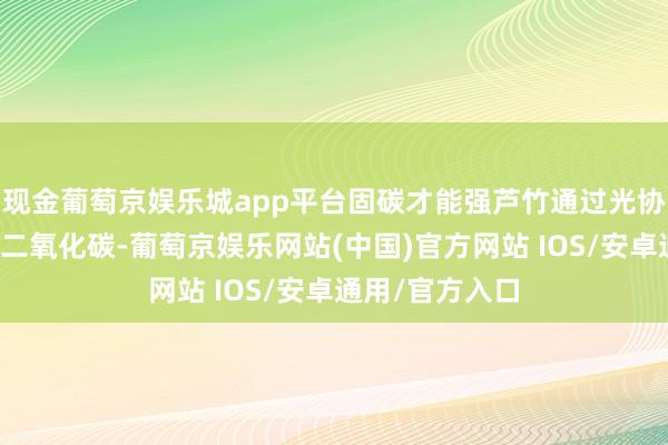现金葡萄京娱乐城app平台固碳才能强芦竹通过光协作用快速招揽二氧化碳-葡萄京娱乐网站(中国)官方网站 IOS/安卓通用/官方入口